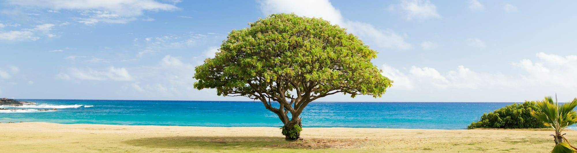 The Tree of Discernment