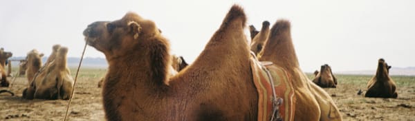 Update 20260225 (Hump Day)